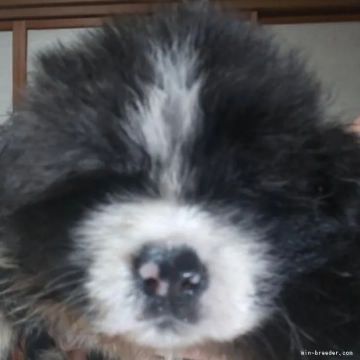 ID:2208-03560の子犬
