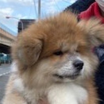 秋田犬【新潟県・男の子・2022年11月14日・赤毛】の写真「モフモフの長毛の男の子です」