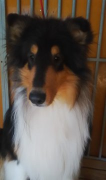 ラフコリー【新潟県・男の子・2020年2月17日・ブラック、ホワイト&タン】の写真「大人しく元気な子です」