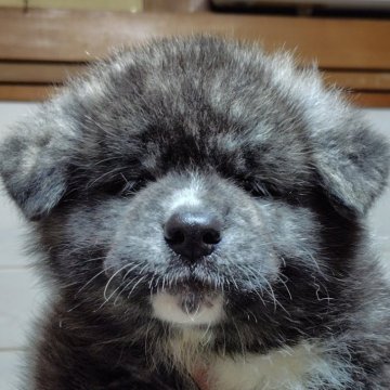 秋田犬【新潟県・男の子・2024年6月20日・虎毛】の写真「凛々しいお顔の男の子」