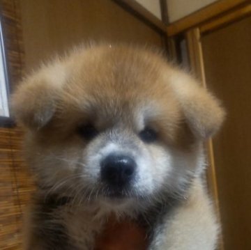 秋田犬【新潟県・男の子・2023年5月26日・赤毛】の写真「赤毛のお」