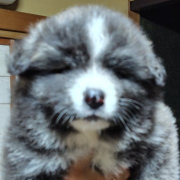 秋田犬【新潟県・女の子・2024年6月20日・虎毛(長毛)】の写真「ふわふわコロコロした可愛い女の子」