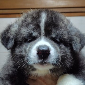 秋田犬【新潟県・男の子・2024年6月20日・虎毛】の写真「凛々しい顔の男の子」
