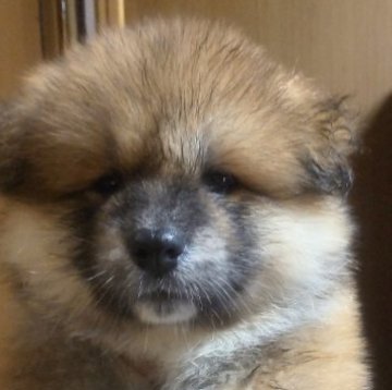 秋田犬【新潟県・男の子・2023年5月26日・赤毛(長毛)】の写真「ふわふわの赤毛の男の子です」