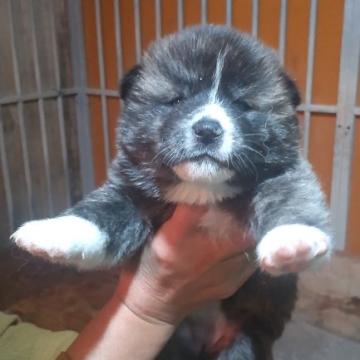 秋田犬【新潟県・女の子・2022年10月24日・虎毛】の写真「虎毛の仔犬が産まれました」