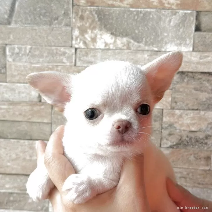 チワワ(スムース)【北海道・男の子・2025年9月16日・クリーム】の写真1