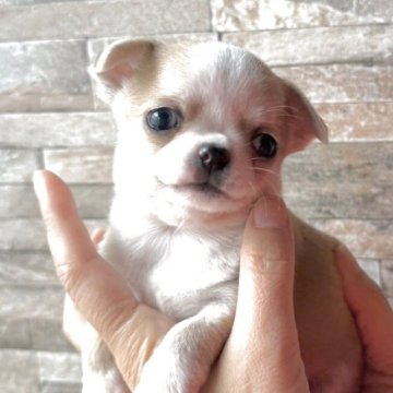 チワワ(スムース)【北海道・男の子・2025年9月28日・レッド&ホワイト】の写真「イケメンくん⭐️」