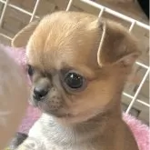 チワワ(スムース)