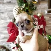 チワワ(スムース)