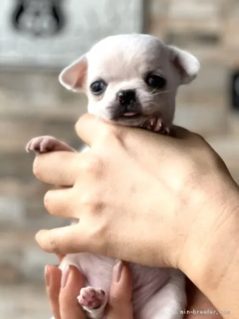 ID:2112-01650の子犬