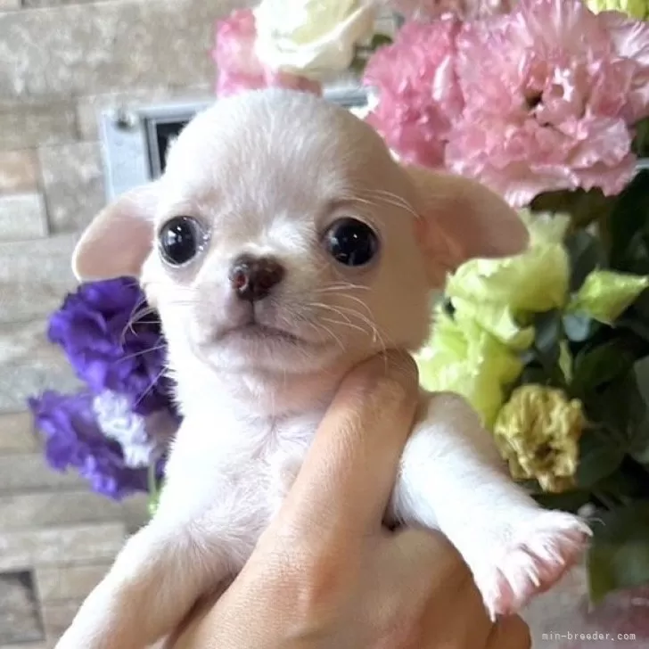 ID：2408-05908の子犬