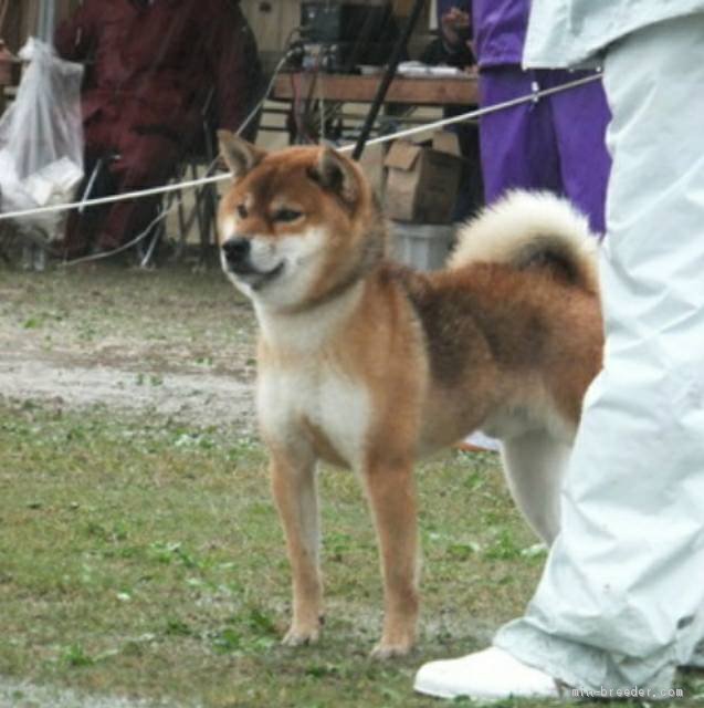 万福丸　日保本部賞6本　全国展壮犬2席｜亀野　康政(かめの　やすまさ)ブリーダー(香川県・柴犬・日本犬保存会登録)の紹介写真1