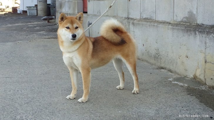 浜の彩姫　日保本部賞6本｜亀野　康政(かめの　やすまさ)ブリーダー(香川県・柴犬・日本犬保存会登録)の紹介写真2