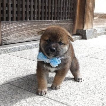 柴犬(標準サイズ)【香川県・女の子・2025年8月24日・赤ゴマ】の写真「人懐っこくて、甘えん坊」