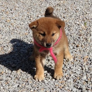 柴犬(標準サイズ)【香川県・女の子・2025年3月2日・赤】の写真「お目が優しいね」