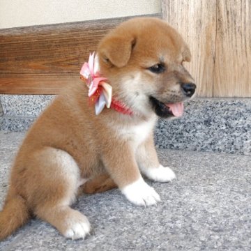 柴犬(標準サイズ)【香川県・女の子・2025年8月7日・赤】の写真「左右の長さの違う、靴下(⌒∇⌒)」
