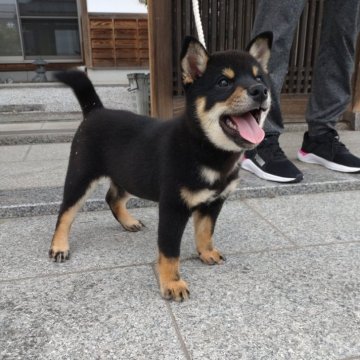 柴犬(標準サイズ)【香川県・男の子・2024年8月17日・黒】の写真「配色も良く目がくるくる可愛い！」