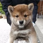 柴犬(標準サイズ)