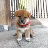 柴犬(標準サイズ)