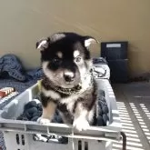 柴犬(標準サイズ)【香川県・男の子・2025年10月24日・黒】の写真3