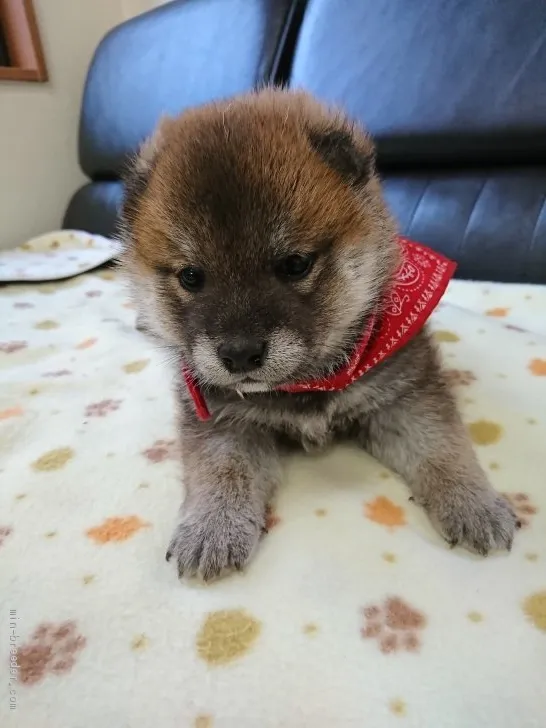 ID:2004-02169の子犬