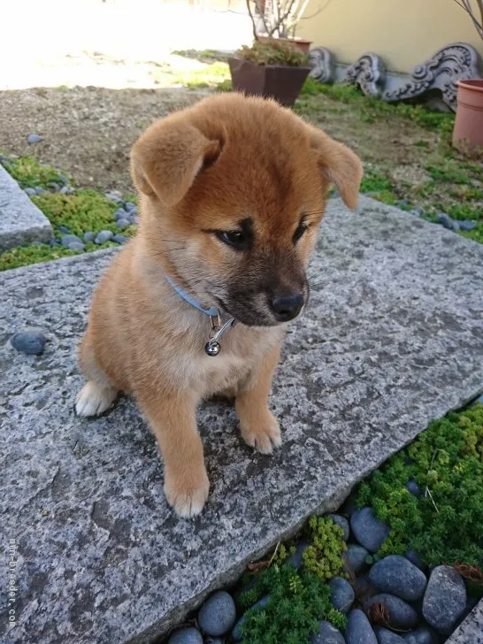 ID：2009-01570の子犬
