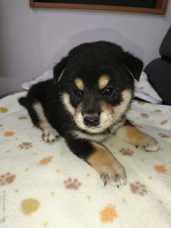 ID：2006-02336の子犬