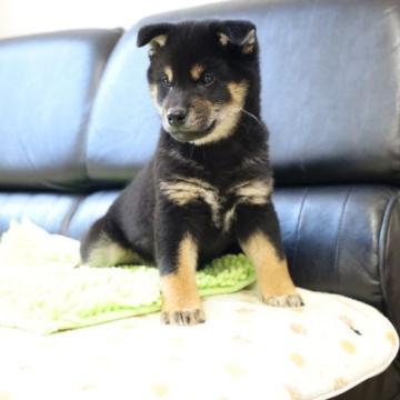 柴犬(標準サイズ)【香川県・男の子・2022年9月5日・黒】の写真「元気な黒柴ちゃん」