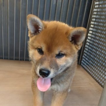 柴犬(標準サイズ)【香川県・男の子・2023年5月12日・茶色】の写真「元気な柴犬ちゃん」