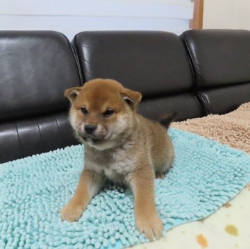 柴犬(標準サイズ)【香川県・男の子・2024年3月8日・茶色】の写真「元気な仔犬ちゃん　🐶」