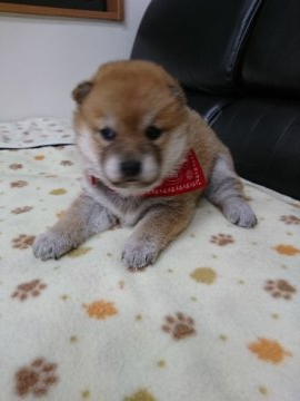 柴犬(標準サイズ)【香川県・女の子・2020年5月1日・茶色】の写真「お姫様 可愛いいね 🐶」