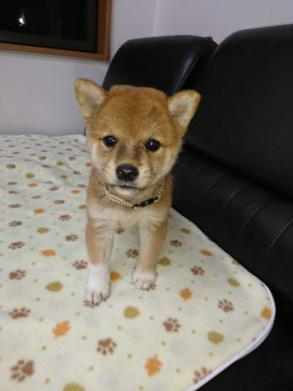 柴犬(標準サイズ)【香川県・男の子・2020年6月22日・茶色】の写真「目がまん丸可愛いね🐶」