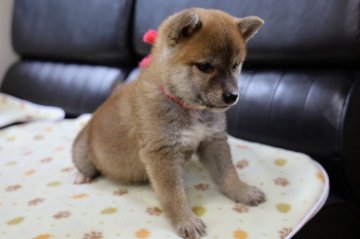 柴犬(標準サイズ)【香川県・男の子・2019年9月14日・茶色】の写真「ちょっと小ぶりな子犬 元気はつらつです。」