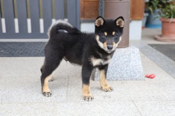 柴犬(標準サイズ)【香川県・男の子・2019年8月15日・黒】の写真「黒王子ちゃん」