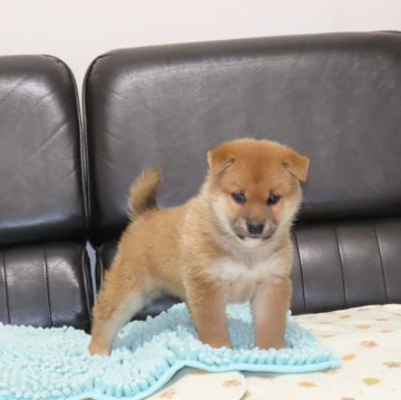 柴犬(標準サイズ)【香川県・男の子・2023年12月2日・赤】の写真「オスらしい仔犬」