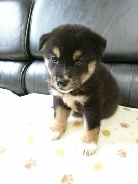 柴犬(標準サイズ)【香川県・男の子・2020年8月14日・黒】の写真「ひとみがまん丸可愛いね」