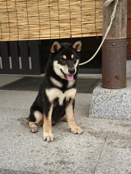 柴犬(標準サイズ)【香川県・男の子・2020年5月1日・黒色】の写真「配色の良い黒柴」