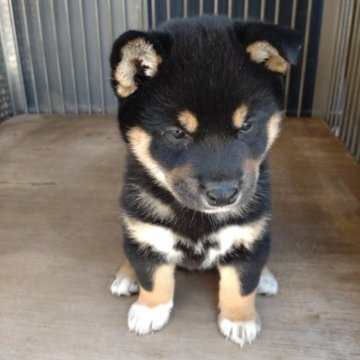 柴犬(標準サイズ)【香川県・女の子・2023年4月16日・黑】の写真「可愛い黒柴ちゃん」