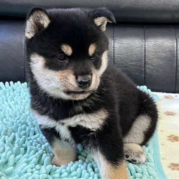 柴犬(標準サイズ)【香川県・男の子・2022年9月28日・黑】の写真「配色のいい黑柴犬」