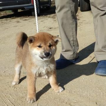 柴犬(標準サイズ)【香川県・男の子・2022年9月21日・茶色】の写真「オスらしい顔つきの仔犬」