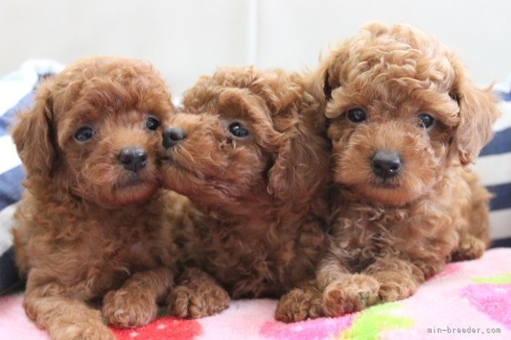 トイプードル仔犬兄妹｜西部　泰孝(にしぶ　ひろたか)ブリーダー(愛知県・ヨークシャーテリアなど・JKC登録)の紹介写真4