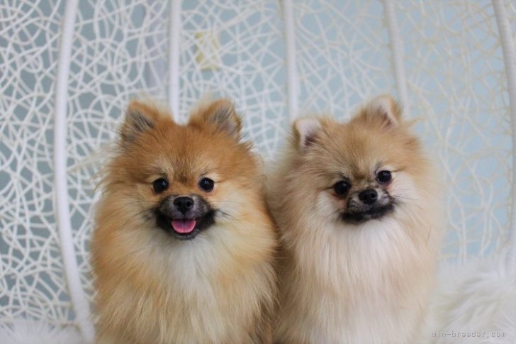 ポメラニアン親犬｜西部　泰孝(にしぶ　ひろたか)ブリーダー(愛知県・ヨークシャーテリアなど・JKC登録)の紹介写真5