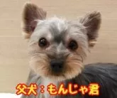 ヨークシャーテリア【愛知県・男の子・2025年5月21日・スチールブルー&タン】の写真10「パパ犬」