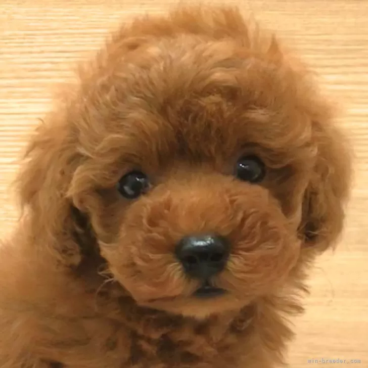 ID:2410-03571の子犬
