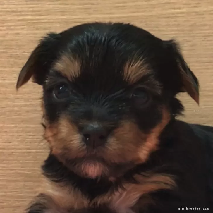 ID:2502-03494の子犬