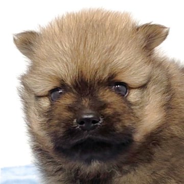 ポメラニアン【愛知県・男の子・2025年10月12日・オレンジセーブル】の写真「まんまるぽっちゃり男の子♪」