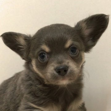 チワワ(ロング)【愛知県・男の子・2025年1月18日・ブルータン&ホワイト】の写真「ぽっちゃりもちもち体型♪」