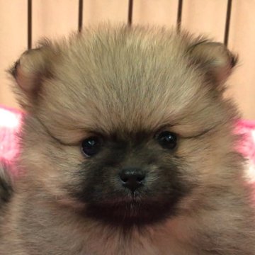 ポメラニアン【愛知県・男の子・2024年11月21日・オレンジ】の写真「手足の短いぽっちゃり君☆」