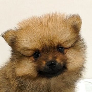 ポメラニアン【愛知県・男の子・2025年4月20日・オレンジ】の写真「小ぶりで元気な男の子【長男】」