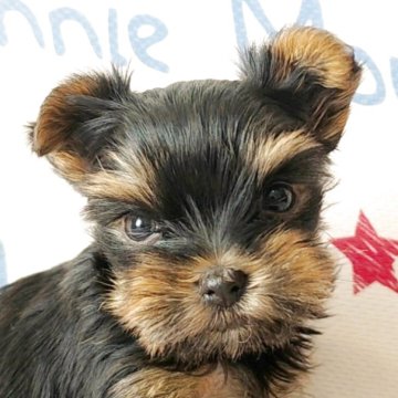 ヨークシャーテリア【愛知県・男の子・2025年10月19日・スチールブルー&タン】の写真「小ぶりで愛嬌たっぷりの男の子♪」